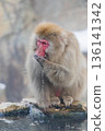 Snow Monkeys ~ Jigokudani Monkey Park ~ (Yamanouchi Town, Nagano Prefecture) 136141342