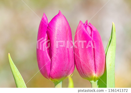 Flowers around the house, various in all seasons. Beautiful early-blooming tulips have bloomed in the flower beds of the botanical garden. 136141372