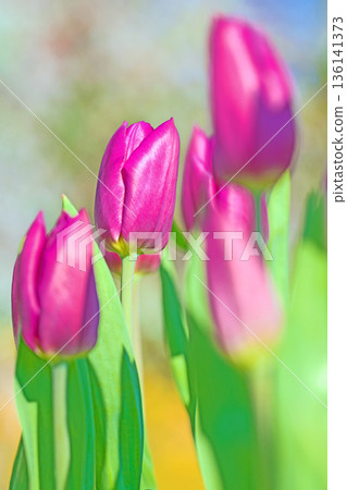 Flowers around the house, various in all seasons. Beautiful early-blooming tulips have bloomed in the flower beds of the botanical garden. Flowers around the house, various in all seasons. Beautiful early-blooming tulips have bloomed in the flower beds of the botanical garden. 136141373