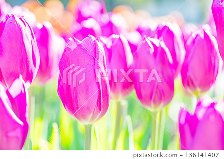Flowers around the house, various in all seasons. Beautiful early-blooming tulips have bloomed in the flower beds of the botanical garden. Flowers around the house, various in all seasons. Beautiful early-blooming tulips have bloomed in the flower beds of the botanical garden. 136141407