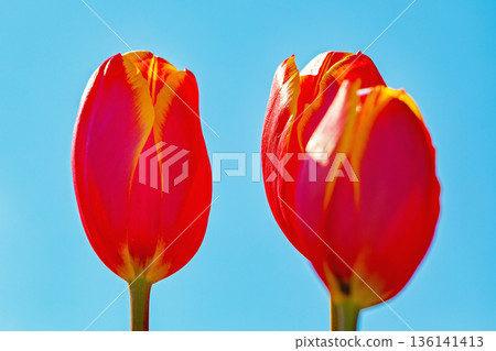 Flowers around the house, various in all seasons. Beautiful early-blooming tulips have bloomed in the flower beds of the botanical garden. 136141413