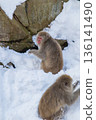 Snow Monkeys ~ Jigokudani Monkey Park ~ (Yamanouchi Town, Nagano Prefecture) 136141490