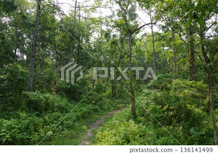 Nepal World Heritage Site Chitwan National Park Nepal World Heritage Site Chitwan National Park 136141499