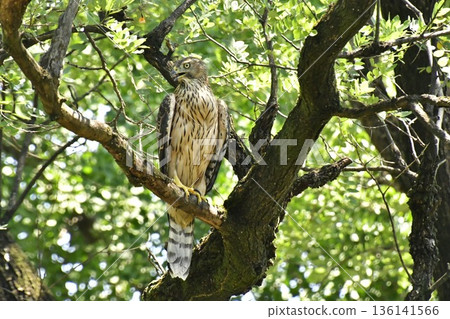 一隻蒼鷹幼鳥緊緊抓住一棵樹 一隻蒼鷹幼鳥緊緊抓住一棵樹 136141566
