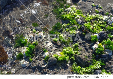大洗海岸。冬日的海面平靜。潮水正在上漲。乾枯的海藻在海浪的拍打下閃閃發光。 136141630