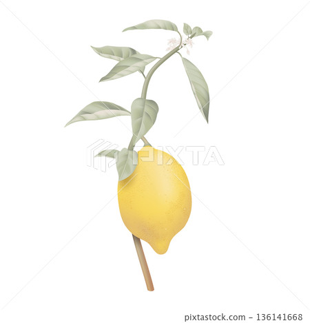 Fresh lemon with leaves and flowers on white 136141668