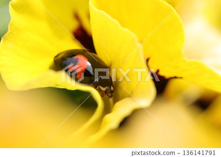 A ladybug resting among the petals of a yellow pansy 136141791