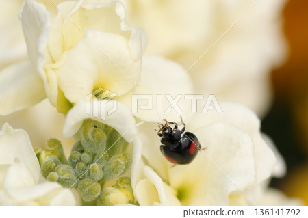 白色花朵上的瓢蟲 白色花朵上的瓢蟲 136141792