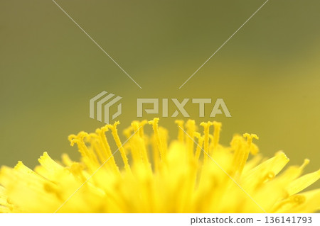 盛開的蒲公英的雄蕊特寫 136141793