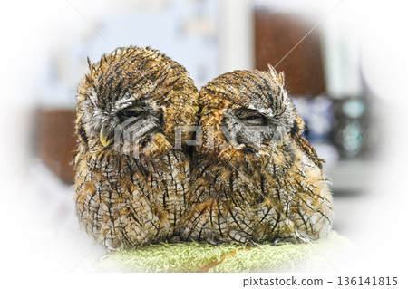 Spice Concord 136141815