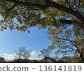 Clear blue sky and shade 136141819