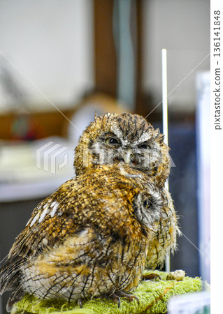 Spice Concord 136141848