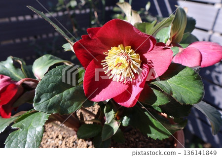 紅色聖誕玫瑰花 紅色聖誕玫瑰花 136141849