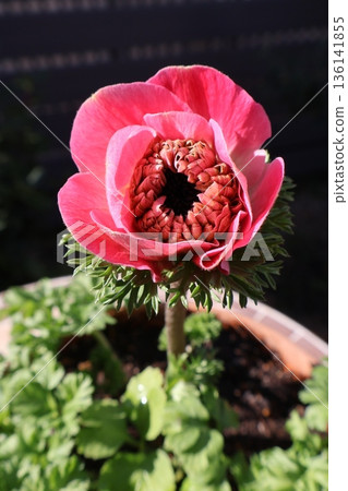 Pink double-flowered anemone peach Pink double-flowered anemone peach 136141855