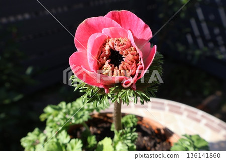 粉紅色重瓣銀蓮花桃 粉紅色重瓣銀蓮花桃 136141860