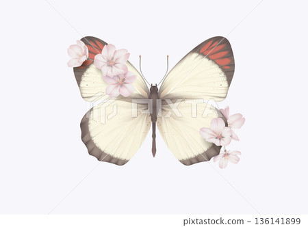 Colotis antevippe butterfly decorated with Somei Yoshino sakura flowers 136141899