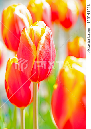 Flowers around the house, various in all seasons. Beautiful early-blooming tulips have bloomed in the flower beds of the botanical garden. 136141968