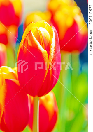 房子周圍一年四季都有不同的花朵盛開。在植物園的花壇裡，美麗的早春鬱金香也競相綻放。 136141975