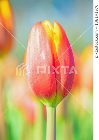 房子周圍一年四季都有不同的花朵盛開。在植物園的花壇裡,美麗的早春鬱金香也競相綻放。 房子周圍一年四季都有不同的花朵盛開。在植物園的花壇裡,美麗的早春鬱金香也競相綻放。 136141976