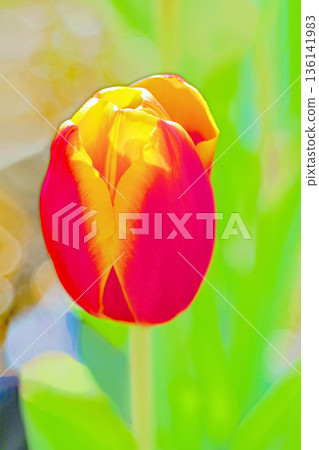 房子周圍一年四季都有不同的花朵盛開。在植物園的花壇裡，美麗的早春鬱金香也競相綻放。 136141983