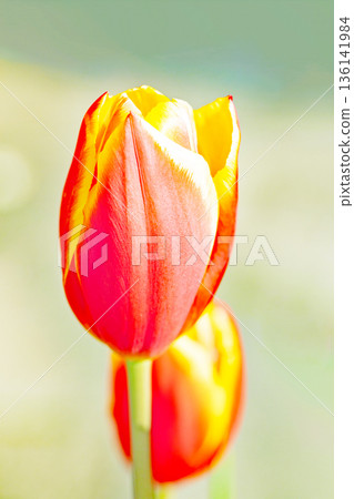 Flowers around the house, various in all seasons. Beautiful early-blooming tulips have bloomed in the flower beds of the botanical garden. Flowers around the house, various in all seasons. Beautiful early-blooming tulips have bloomed in the flower beds of the botanical garden. 136141984
