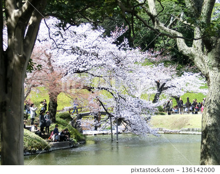 Lotus pond girder bridge at Koishikawa Korakuen Garden in Bunkyo Ward, Tokyo 136142000