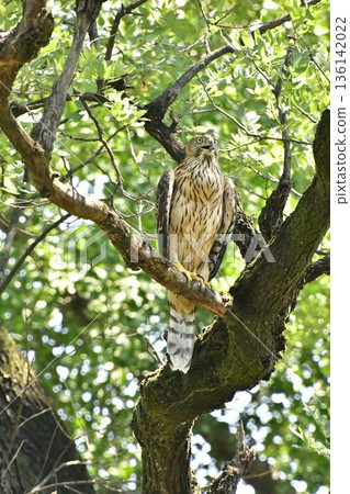 Northern goshawk chick clinging to a tree Northern goshawk chick clinging to a tree 136142022