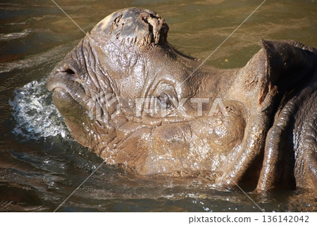 動物園裡飼養的印度犀牛 136142042