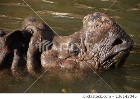 動物園裡飼養的印度犀牛 136142046