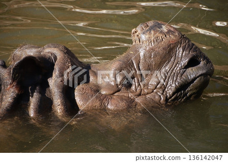 動物園裡飼養的印度犀牛 136142047