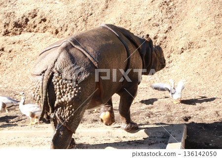 Indian rhinoceros kept in a zoo 136142050