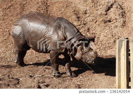 動物園裡飼養的印度犀牛 136142054