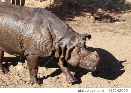 Indian rhinoceros kept in a zoo Indian rhinoceros kept in a zoo 136142055
