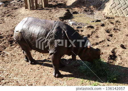 動物園裡飼養的印度犀牛 136142057