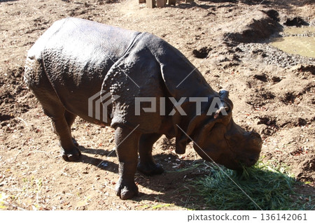 動物園裡飼養的印度犀牛 136142061