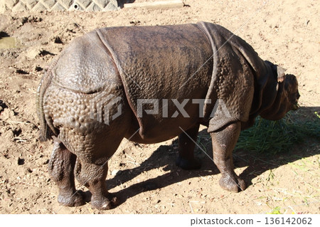動物園裡飼養的印度犀牛 136142062