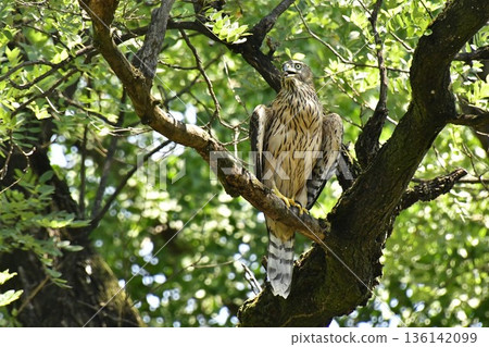 Northern goshawk chick clinging to a tree 136142099