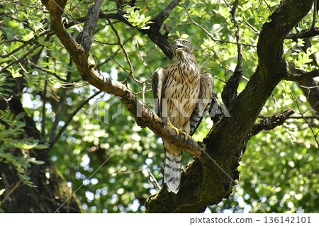 Northern goshawk chick clinging to a tree 136142101