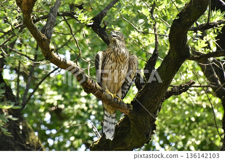 Northern goshawk chick clinging to a tree 136142103