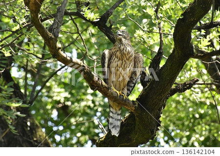 Northern goshawk chick clinging to a tree Northern goshawk chick clinging to a tree 136142104