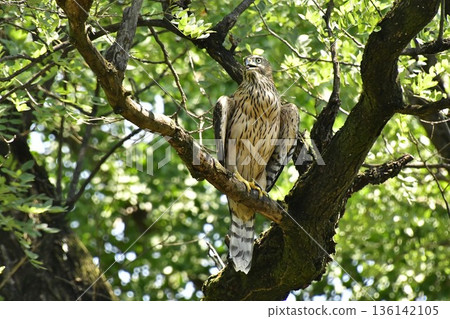 Northern goshawk chick clinging to a tree Northern goshawk chick clinging to a tree 136142105