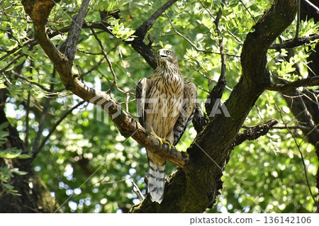 Northern goshawk chick clinging to a tree 136142106