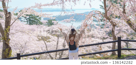 Woman tourist sightseeing Sakura Cherry Blossom in Spring. Happy traveler travel at Saigyo Modoshi no Matsu over Matsushima Bay in Matsushima, Miyagi Prefecture, Japan. Famous Landmark and Vacation 136142282