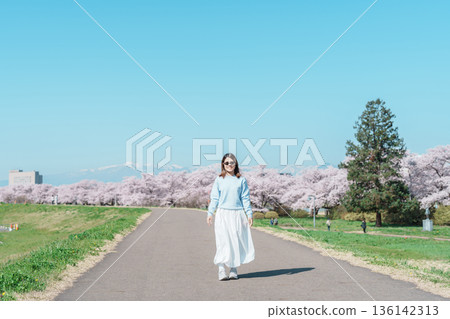 Woman tourist sightseeing Kitakami Tenshochi Park with Sakura Cherry Blossom in Spring, traveler travel in Kitakami festival, Iwate prefecture, Japan. Landmark for Travel and Vacation destination 136142313