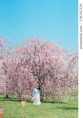 Woman tourist sightseeing Kitakami Tenshochi Park with Sakura Cherry Blossom in Spring, traveler travel in Kitakami festival, Iwate prefecture, Japan. Landmark for Travel and Vacation destination 136142329