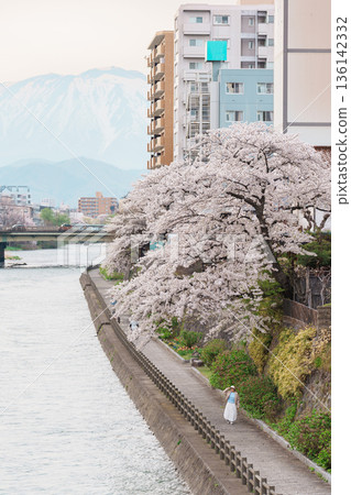 Woman tourist sightseeing Iwate mountain and Kitakami river with flowers in Spring, happy traveler travel in Morioka city, Iwate prefecture, Japan. famous Landmark Travel and Vacation destination Woman tourist sightseeing Iwate mountain and Kitakami river with flowers in Spring, happy traveler travel in Morioka city, Iwate prefecture, Japan. famous Landmark Travel and Vacation destination 136142332