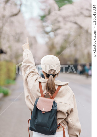 Woman tourist sightseeing Sakura Cherry Blossom in Spring. Happy traveler travel in Samurai village or Little Kyoto in Kakunodate town, Semboku District, Akita Prefecture, Japan. Landmark and Vacation 136142334