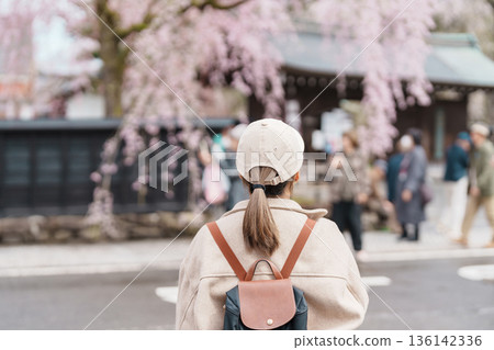 Woman tourist sightseeing Sakura Cherry Blossom in Spring. Happy traveler travel in Samurai village or Little Kyoto in Kakunodate town, Semboku District, Akita Prefecture, Japan. Landmark and Vacation 136142336