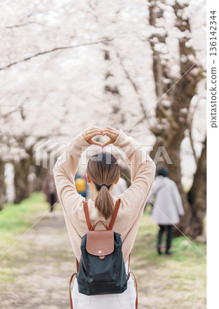Woman tourist sightseeing Sakura Cherry Blossom in Spring. Happy traveler travel near Hinokinai River riverbank in Kakunodate town, Semboku District, Akita Prefecture, Japan. Landmark and Vacation 136142344