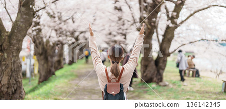 Woman tourist sightseeing Sakura Cherry Blossom in Spring. Happy traveler travel near Hinokinai River riverbank in Kakunodate town, Semboku District, Akita Prefecture, Japan. Landmark and Vacation 136142345